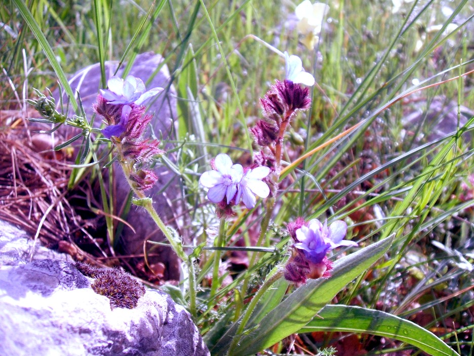 Anchusella cretica (Mill.) Bigazzi, E. Nardi & Selvi